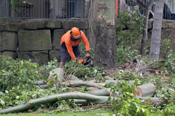 Best Best Tree Removal Services  in USA